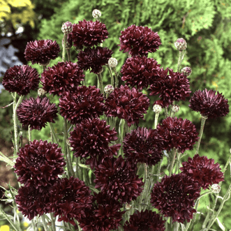 Kings Seeds Flower Cornflower Blackball