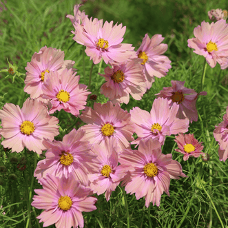 Kings Seeds Flower Cosmos Apricotta