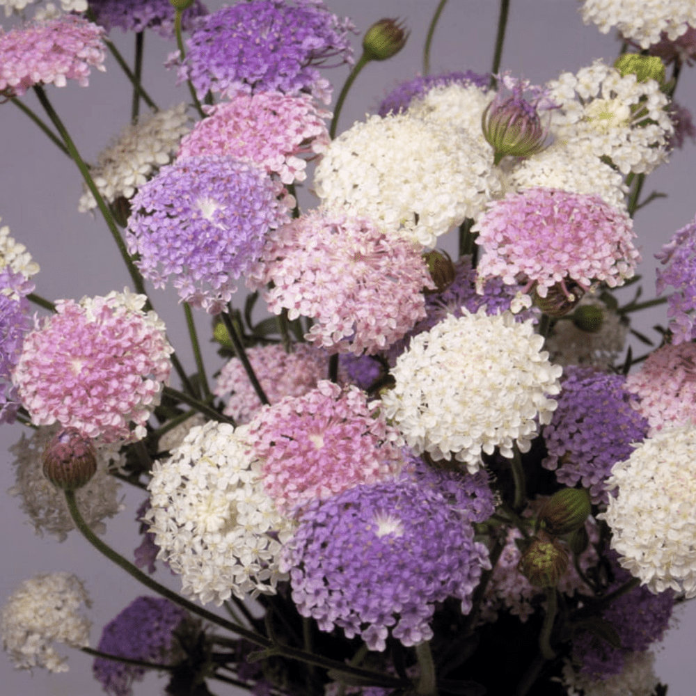 Didiscus flower online