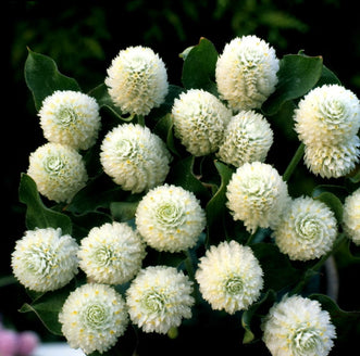 Kings Seeds Flower Gomphrena White