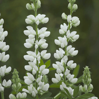 Kings Seeds Flower Lupin Snow Pixie