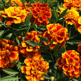 Kings Seeds Flower Marigold Honeycomb