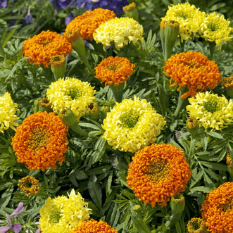 Kings Seeds Flower Marigold Spinning Wheels