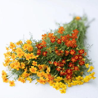 Kings Seeds Flower Marigold Starfire Mix