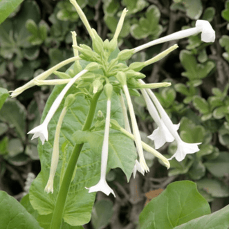 Kings Seeds Flower Nicotiana Sylvestris