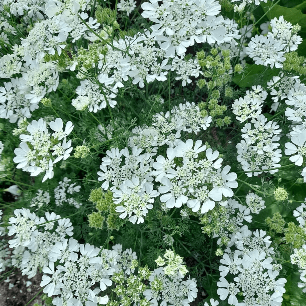 Buy Orlaya White Lace by Kings Seeds online Kings Seeds NZ