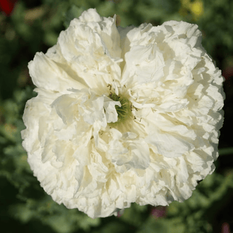 Kings Seeds Flower Poppy Peony White