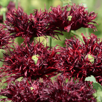 Kings Seeds Flower Poppy Black Swan
