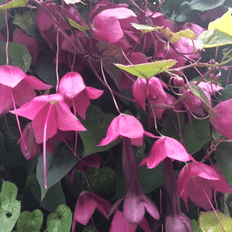 Kings Seeds Flower Rhodochiton Purple Bells
