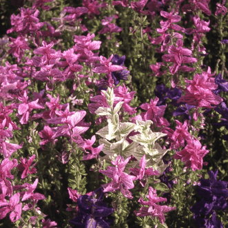 Kings Seeds Flower Salvia Tricolour Mix