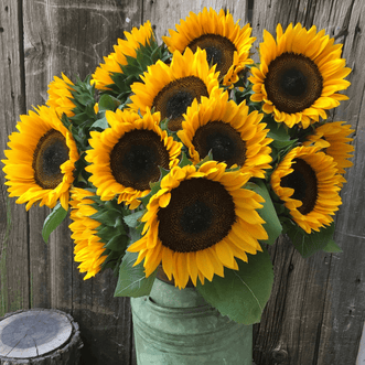 Kings Seeds Flower Sunflower Pro Cut Orange F1