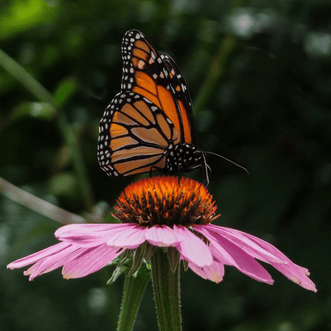 Kings Seeds Flower Wildflower Butterfly Blend