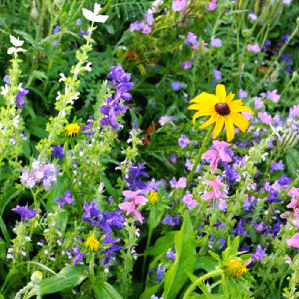 where to buy bulk wildflower seeds nz Wildflower Garden Blend