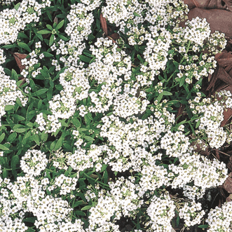 Kings Seeds Flower White Alyssum for Orchards
