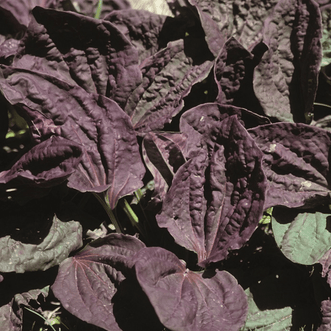 Kings Seeds Herb Plantain Purple