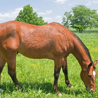 Kings Seeds Lifestyle Pasture Equine Grazing Blend
