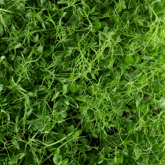 Kings Seeds Microgreens Pea Tasty Tendrils