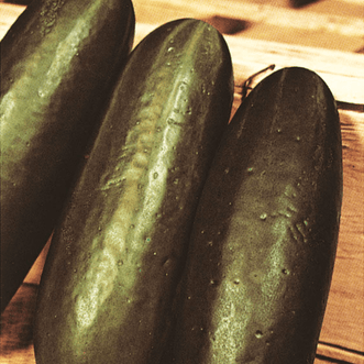 Kings Seeds Organic Organic Cucumber Marketmore