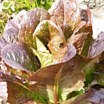 Kings Seeds Organic Organic Lettuce Red Gem