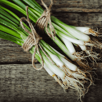 Kings Seeds Organic Organic Spring Onion Tokyo Long White
