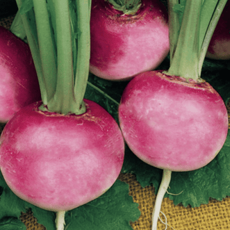 Kings Seeds Organic Organic Radish Pink Beauty