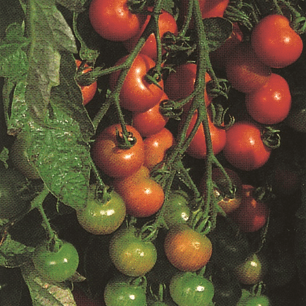 Gardeners delight deals