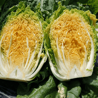 Kings Seeds Vegetables Cabbage Chinese Mini Gold F1