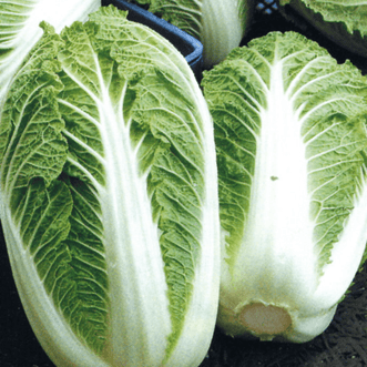 Kings Seeds Vegetables Cabbage Chinese One Kilo Slowbolt F1