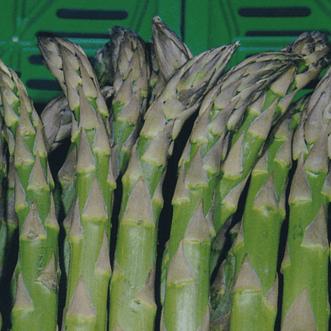 Kings Seeds Vegetables Asparagus 157 F1