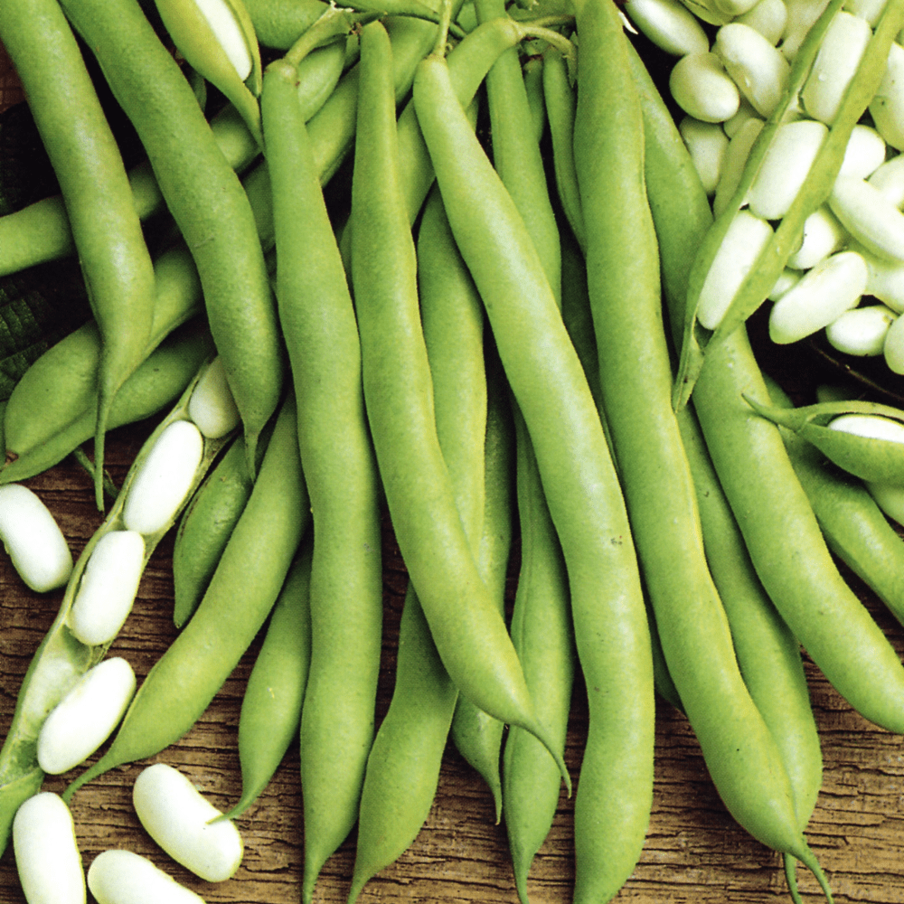 planting kidney bean seeds Buy Bean Dwarf Cannellino by Kings Seeds NZ online