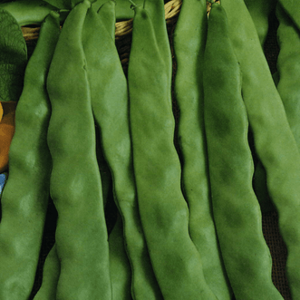 Kings Seeds Vegetables Bean Runner Italian Flat