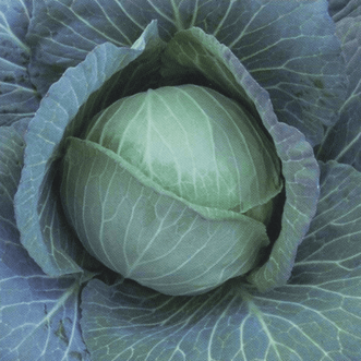 Kings Seeds Vegetables Cabbage Green Ball F1