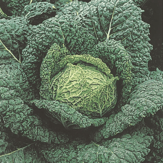 Kings Seeds Vegetables Cabbage Vertus Savoy