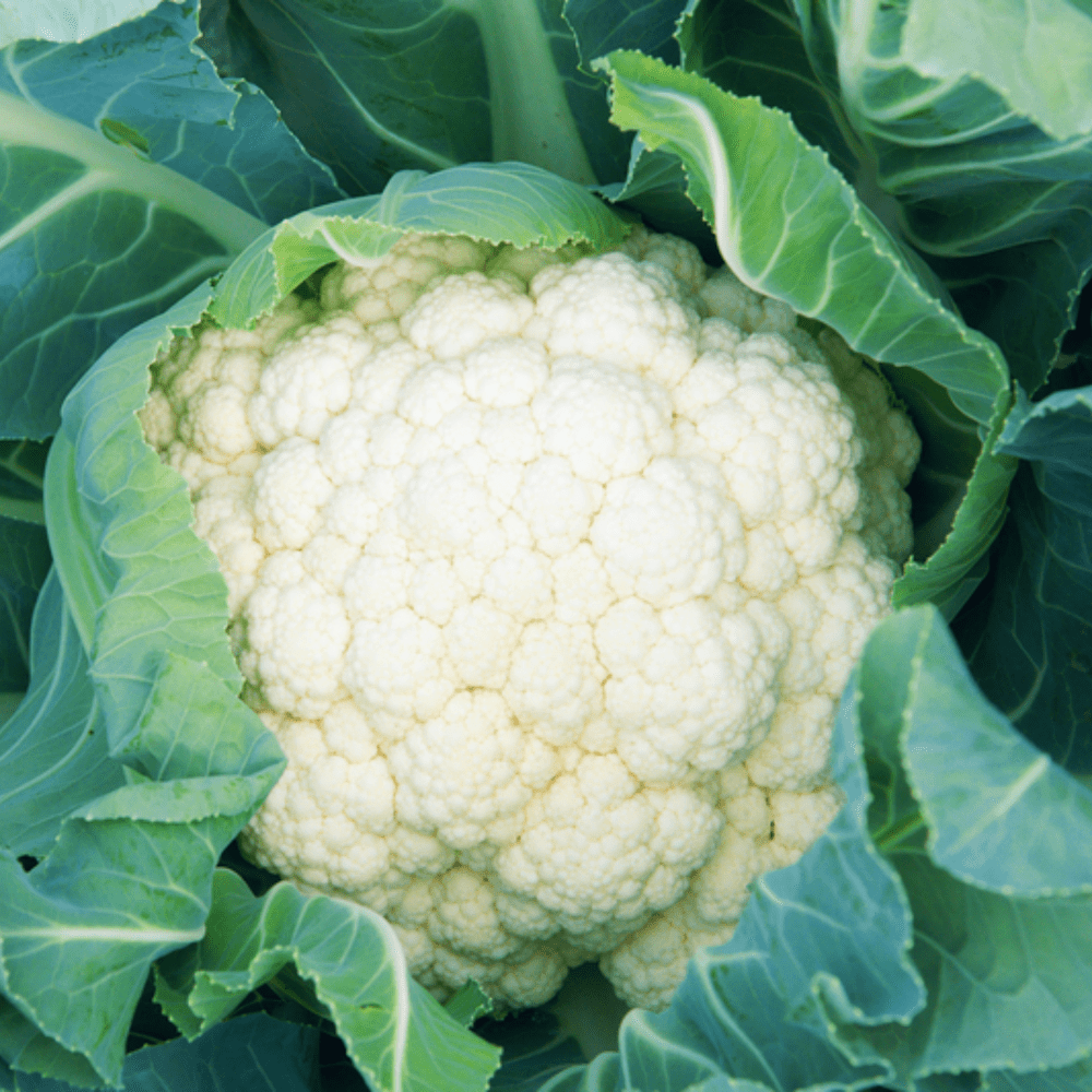 Buy Cauliflower Early White F1 by Kings Seeds online - Kings Seeds NZ