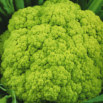 Kings Seeds Vegetables Cauliflower Green Macerata
