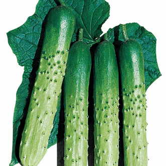 Kings Seeds Vegetables Cucumber Eun Cheon F1