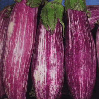 Kings Seeds Vegetables Eggplant Tsakoniki