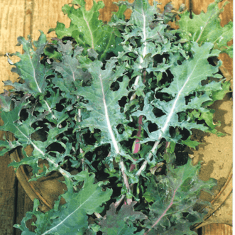 Kings Seeds Vegetables Kale Red Russian