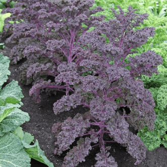 Kings Seeds Vegetables Kale Scarlet