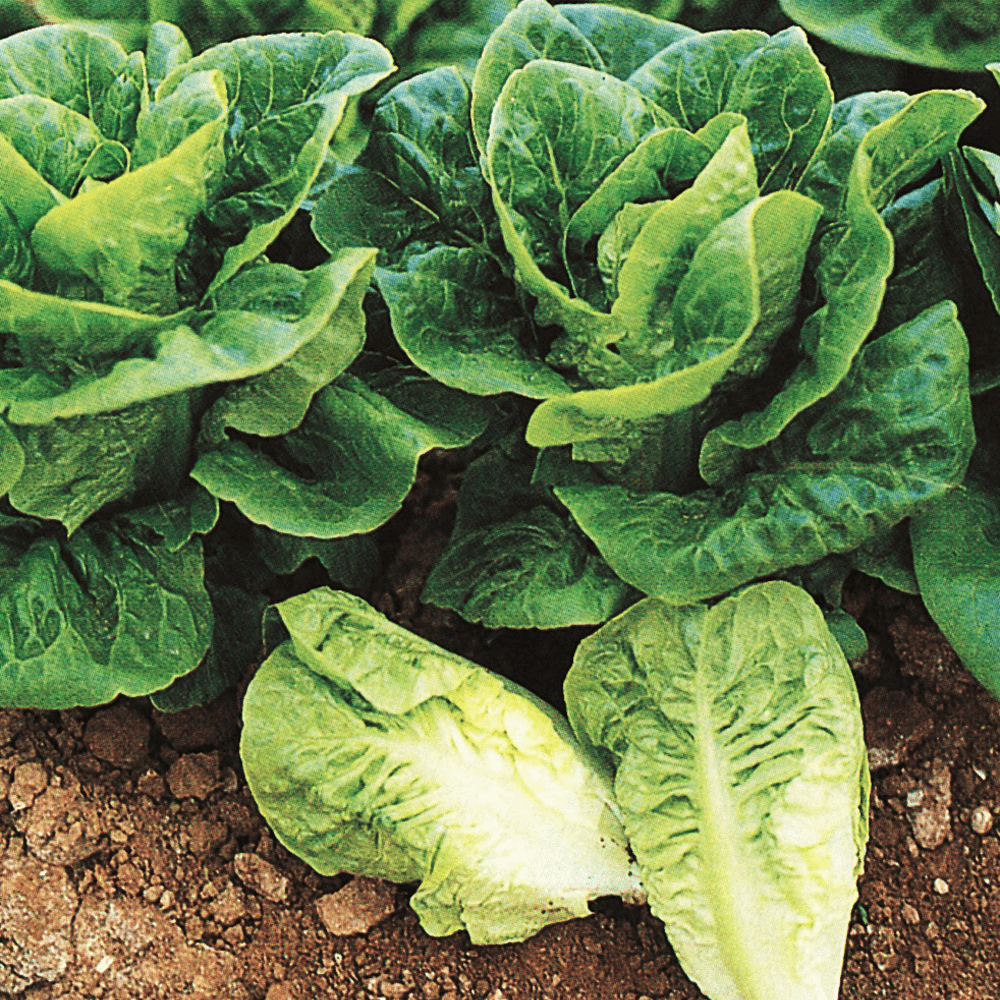 Botanical Interests, Inc. Lettuce ROMAINE Little Gem Organic