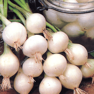 Kings Seeds Vegetables Onion Pearl Drop