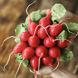 Kings Seeds Vegetables Radish Red Cherry F1