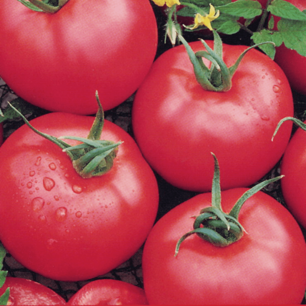 Buy Tomato Brandywine Pink by Kings Seeds online - Kings Seeds NZ