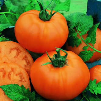 Kings Seeds Vegetables Tomato Chef's Choice Orange F1