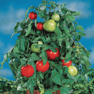 Kings Seeds Vegetables Tomato Container Choice Red F1