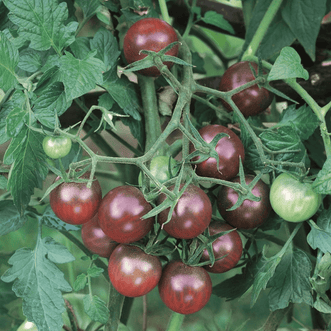 Kings Seeds Vegetables Tomato Black Cherry