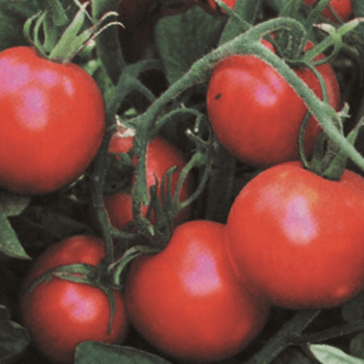 Kings Seeds Vegetables Tomato Sub Arctic Plenty
