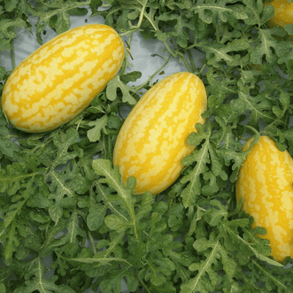Kings Seeds Vegetables Watermelon Gold in Gold F1