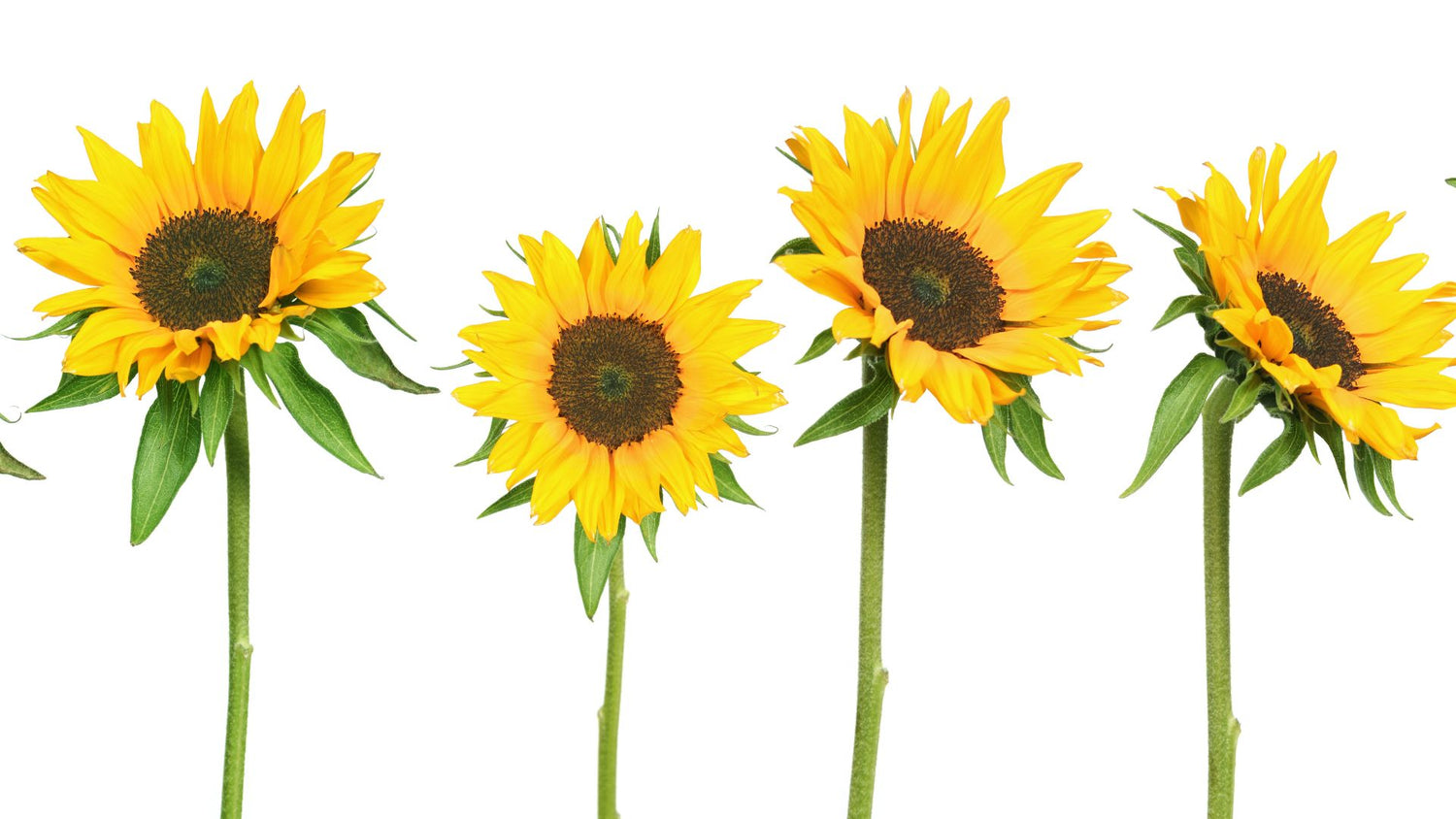 Sunflower Growing Instructions Kings Seeds NZ