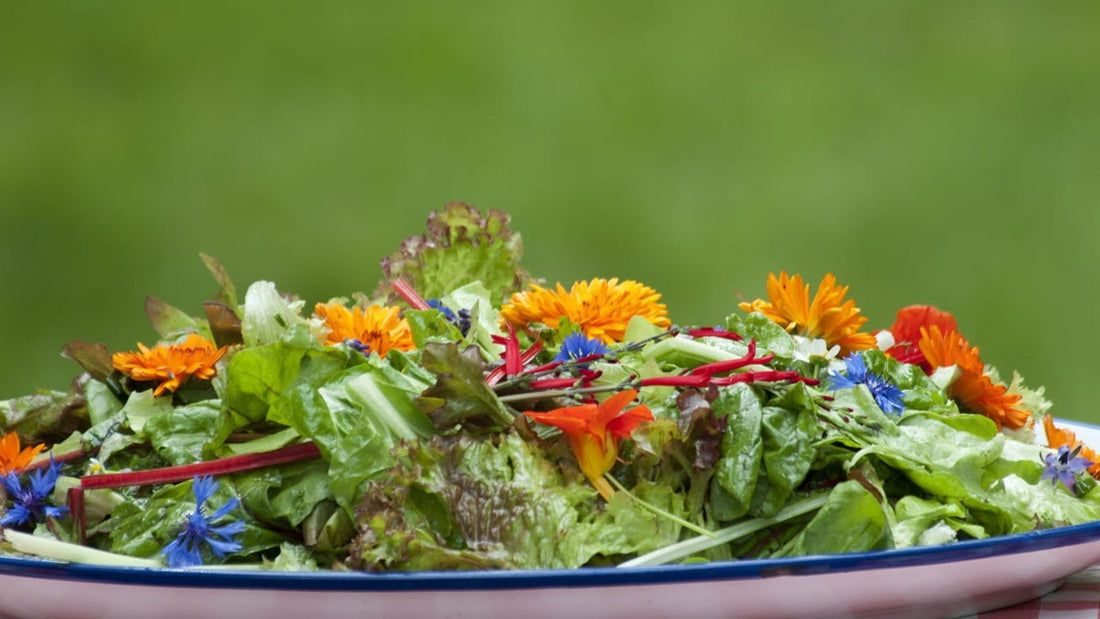 Wild Green Salad